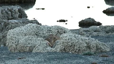 Two puma cubs resting and playing between big grey rocks near a lake in Stock Footage 276170659
