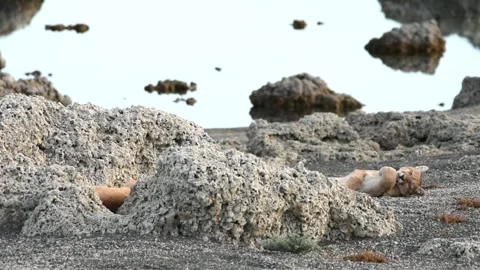 Two puma cubs resting between big grey rocks near a lake in Patagonia. Stock Footage 276171207