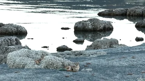 Two puma cubs resting between big grey rocks near a lake in Patagonia. Stock Footage 276222930