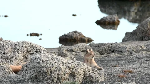 Two puma cubs resting between big grey rocks near a lake in Patagonia. Stock Footage 276546557