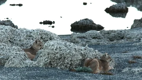 Two puma cubs resting between big grey rocks near a lake in Patagonia. Stock Footage 276546918