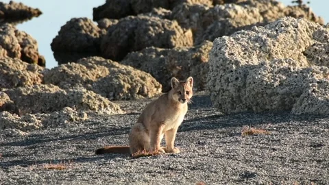 Two puma cubs resting between big grey rocks near a lake in Patagonia on sunrise Stock Footage 276547208