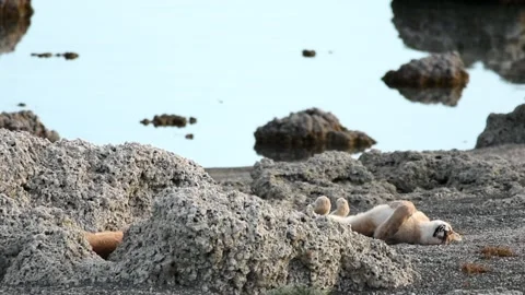 Two puma cubs resting between big grey rocks near a lake in Patagonia. Stock Footage 276834889
