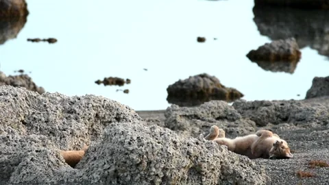 Two puma cubs resting between big grey rocks near a lake in Patagonia. Stock Footage 276861982