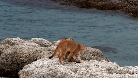 Two puma cubs running and playing between big grey rocks near a lake in Stock Footage 276171348