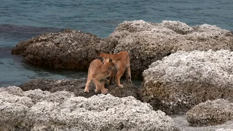 Two puma cubs running and playing between big grey rocks near a lake in Stock Footage 276171394