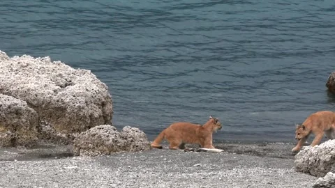 Two puma cubs running and playing between big grey rocks near a lake in Stock Footage 276171430