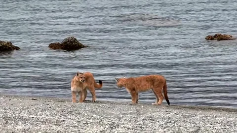Two puma cubs running and playing between big grey rocks near a lake in Stock Footage 276171462
