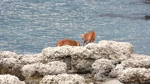Two puma cubs running and playing on big grey rocks near a lake in Patagonia Stock Footage 276171529