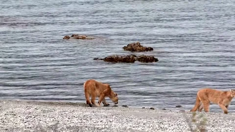 Two puma cubs walking on a beach near a lake in Patagonia, slow motion. Stock Footage 276171652