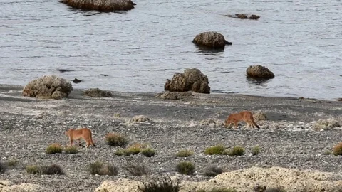 Two puma cubs walking on a beach near a lake in Patagonia, slow motion. Stock Footage 276546745