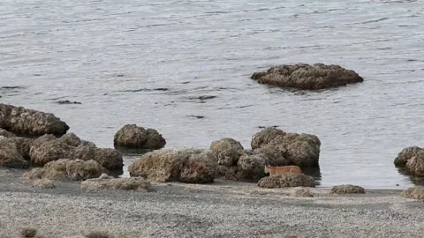Two puma cubs walking on a beach near a lake in Patagonia, slow motion. Stock Footage 276546827