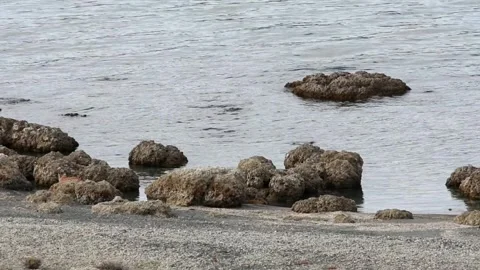 Two puma cubs walking on a beach near a lake in Patagonia, slow motion. Stock Footage 276547007