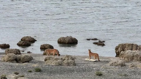 Two puma cubs walking on a beach near a lake in Patagonia, slow motion. Stock Footage 276547054