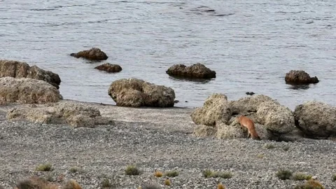 Two puma cubs walking on a beach near a lake in Patagonia, slow motion. Stock Footage 276547134