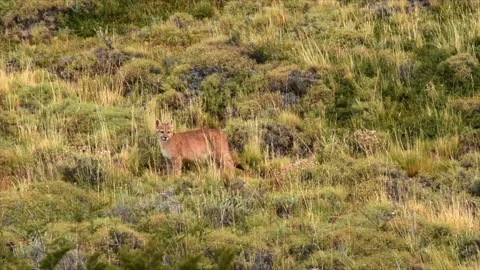 Two puma cubs walking between bushes in Patagonia Chile. Stock Footage 264943192