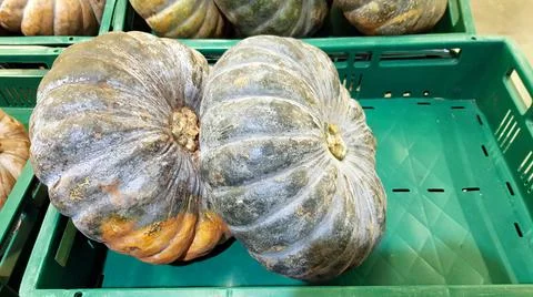 Two pumpkins are placed on the shelf. Stock Photos