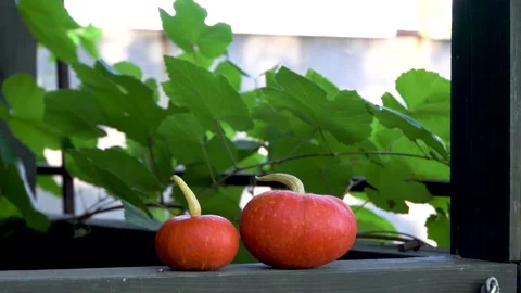 Two pumpkins on a background of leaves 4K Stock Footage 160059515