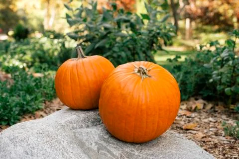 Two Pumpkins on a Boulder Stock Photos