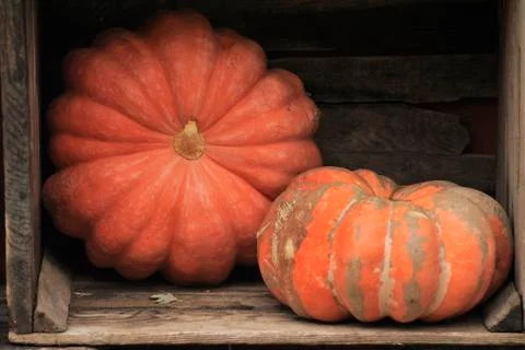Two pumpkins in a cage Stock Photos