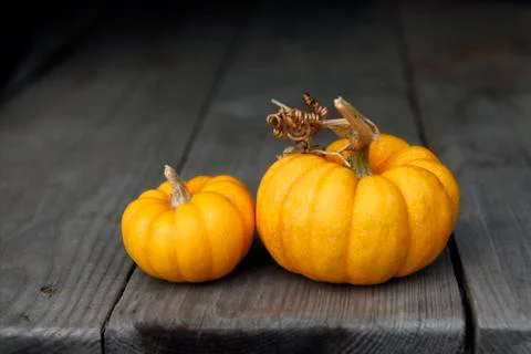 Two pumpkins on a dense background Stock Photos