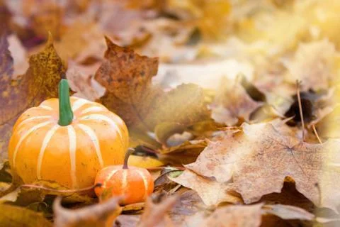 Two pumpkins in fallen leaves on which the sun`s rays fall. Stock Photos