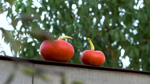 Two pumpkins on the fence 4K Stock Footage 160068262