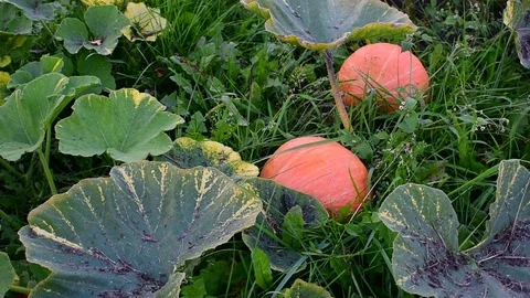 Two pumpkins Stock Footage 116023279
