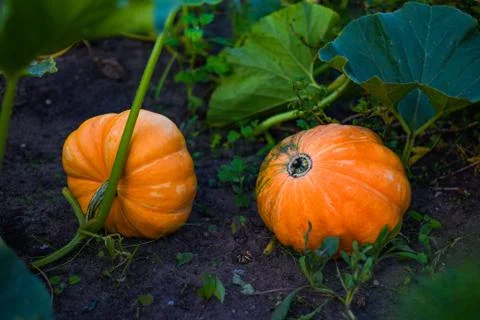 Two pumpkins in the garden Stock Photos