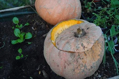Two pumpkins growing in vegetable garden, one partly eaten or decaying show.. Foto stock
