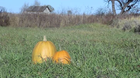 Two Pumpkins Lying in the Grass. Autumn Wind Blows and Stirs the Grass. Sunny Stock Footage 68605329
