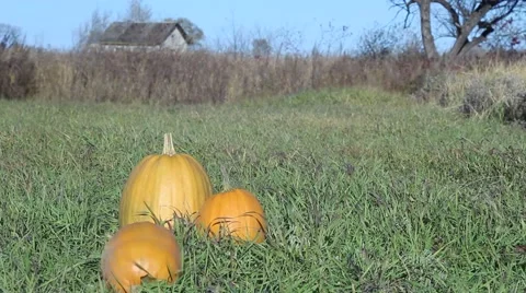 Two Pumpkins Lying in the Grass. Prikota Pumpkin. Autumn Wind Blows and Stirs Stock Footage 68605208