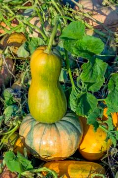 Two pumpkins 스톡 사진