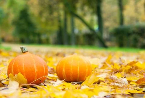 Two pumpkins. Stock Photos