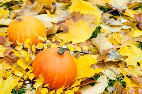 Two pumpkins. Stock Photos