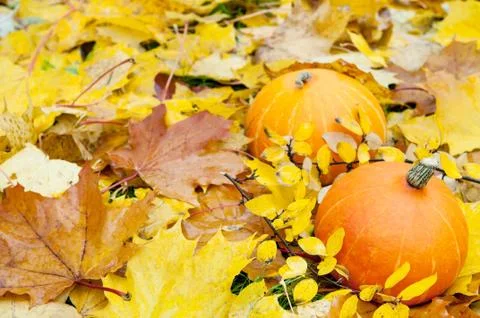 Two pumpkins. Stock Photos