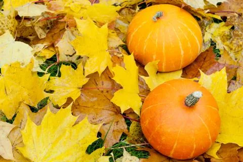 Two pumpkins. Stock Photos