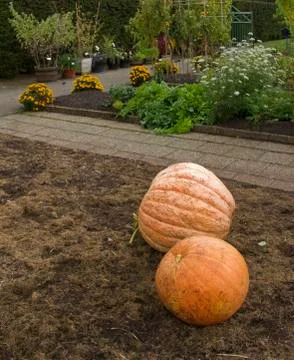 Two pumpkins resting on brown soil. Stock Photos