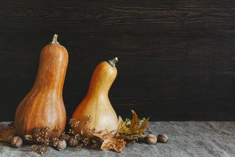 Two pumpkins with walnuts and dry yellow leaves on a sackcloth. Dark rustic w Stock Photos