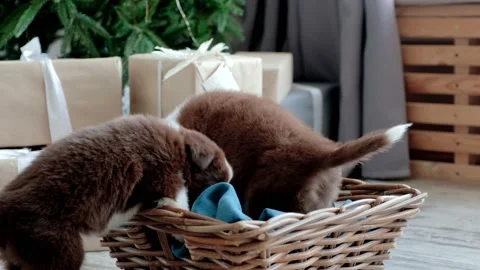 Two puppies are trying to get into a basket Stock Footage 231258870