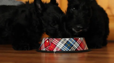Two puppies eat curd Video stock 35883645