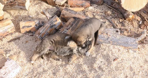 Two puppies Stock-Footage 104197995