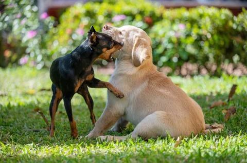 Two puppies having fun Stock Photos
