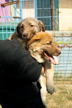Two Puppies One Held in Lap at Animal Shelter Photo Stock Photos