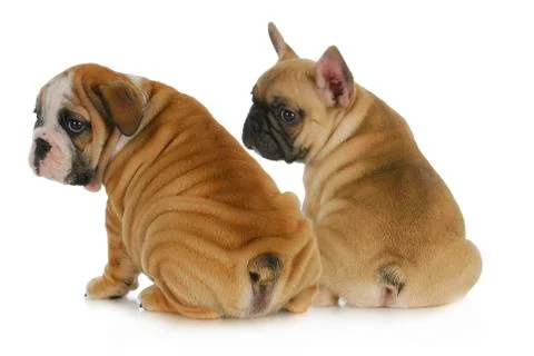 Two puppies Stock Photos