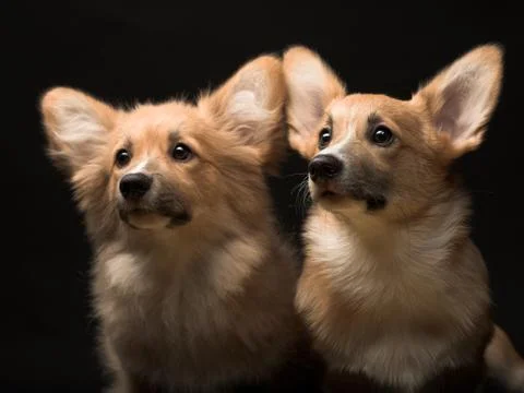 Two puppies. Stock Photos