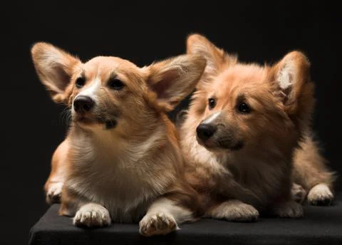 Two puppies. Foto stock