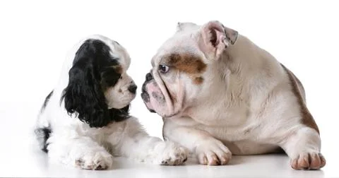 Two puppies Stock Photos