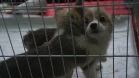 Two puppies play in a cage. Two puppies play among themselves. Puppies are fight Stock Footage 122526203