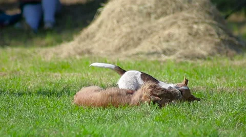 Two puppies playing Stock Footage 63642153